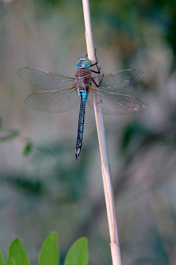 Anax parthenope